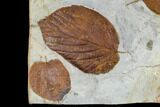 Three Fossil Leaves (Beringiaphyllum, Zizyphoides) - Montana #113141-3